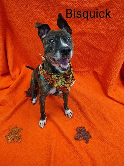 Bisquick, a Adoptable Mixed Breed in Cape May Court House, NJ image 5/6