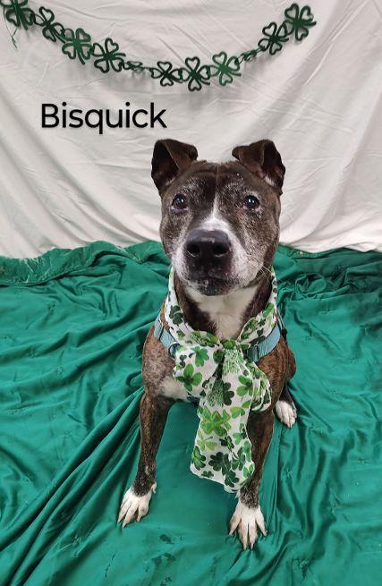 Bisquick, a Adoptable Mixed Breed in Cape May Court House, NJ image 1/6