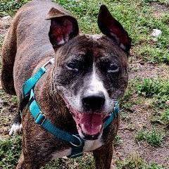 Bisquick, a Adoptable Mixed Breed in Cape May Court House, NJ image 6/6