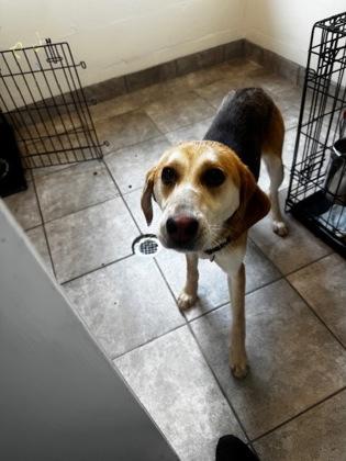 Caicos, Adoptable, Young Female Hound.