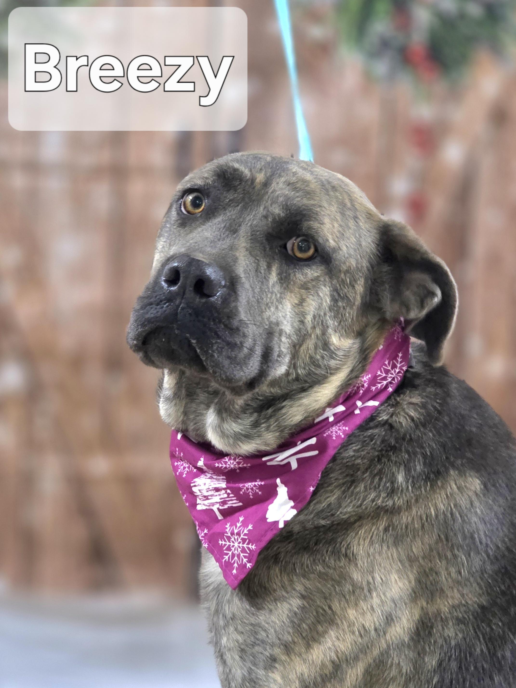 Enlarge Breezy, a Adoptable mixed breed in Walthill, NE image 2/5
