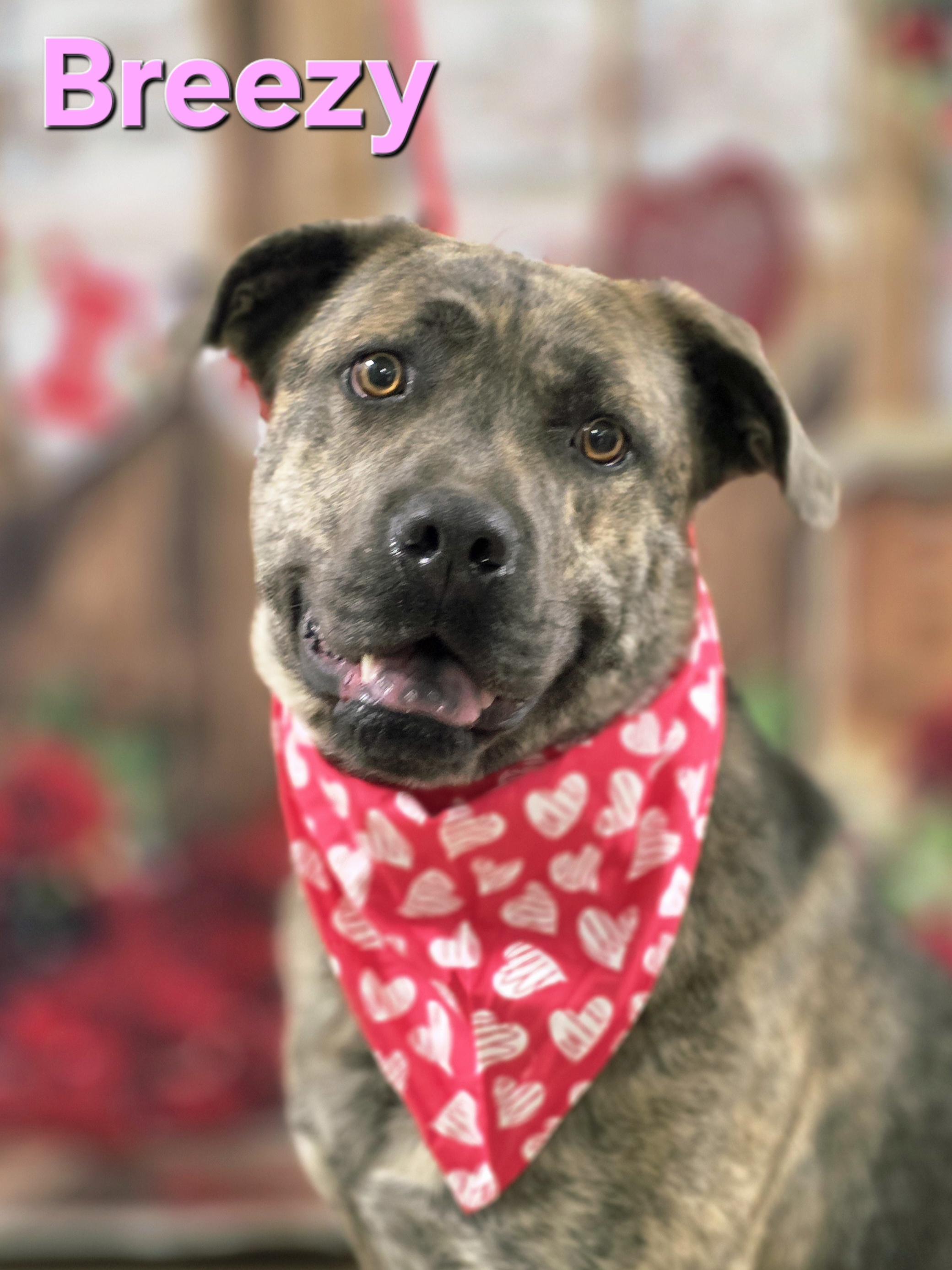Enlarge Breezy, a Adoptable mixed breed in Walthill, NE image 3/5
