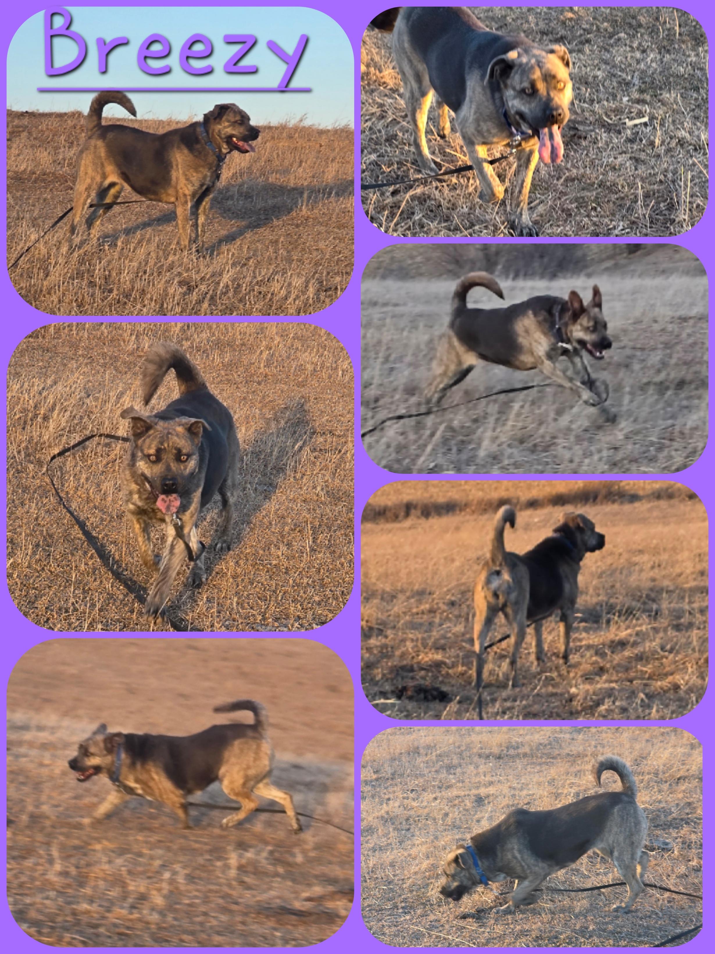 Enlarge Breezy, a Adoptable mixed breed in Walthill, NE image 5/5