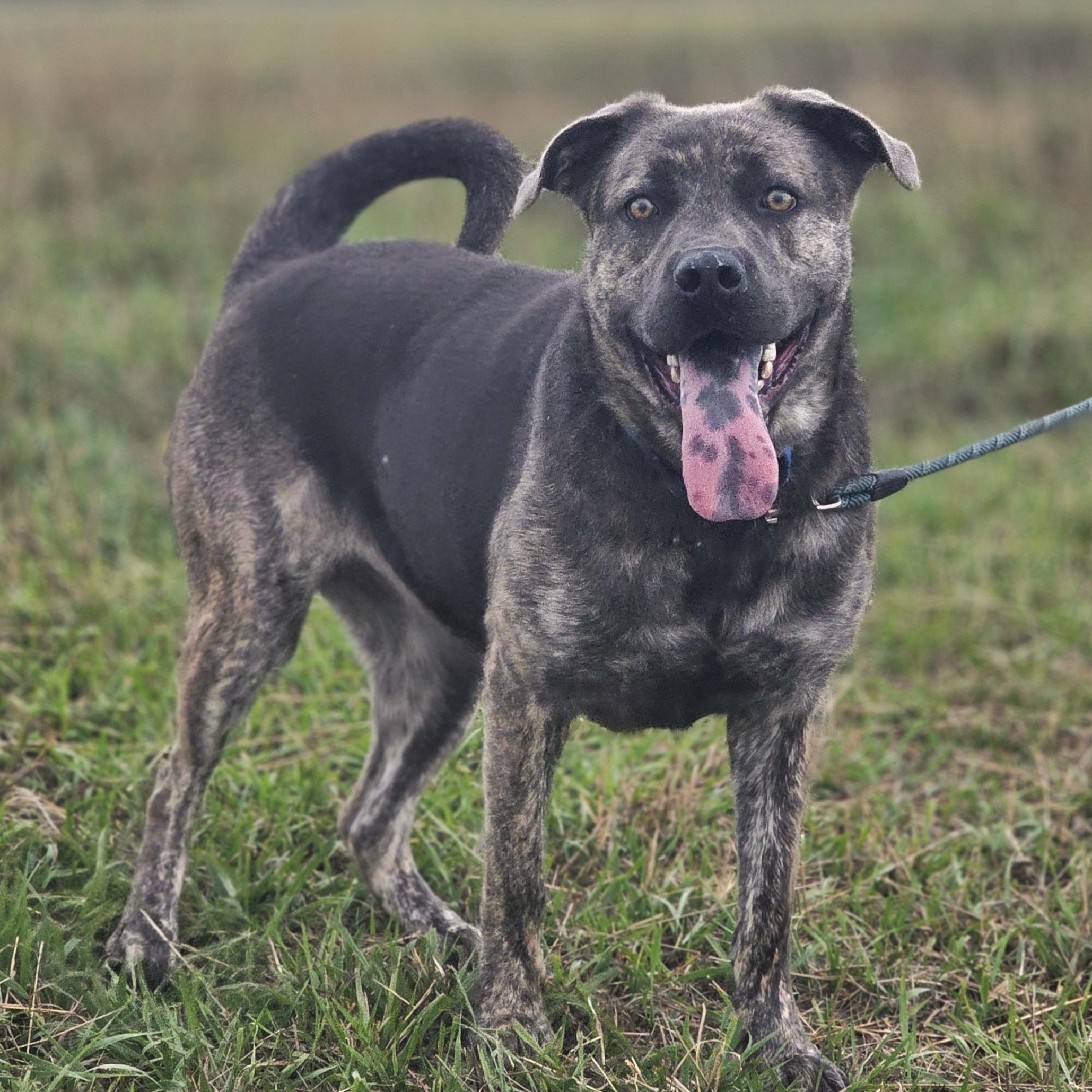 Breezy, Adoptable, Young Female Cane Corso & German Shepherd Dog.