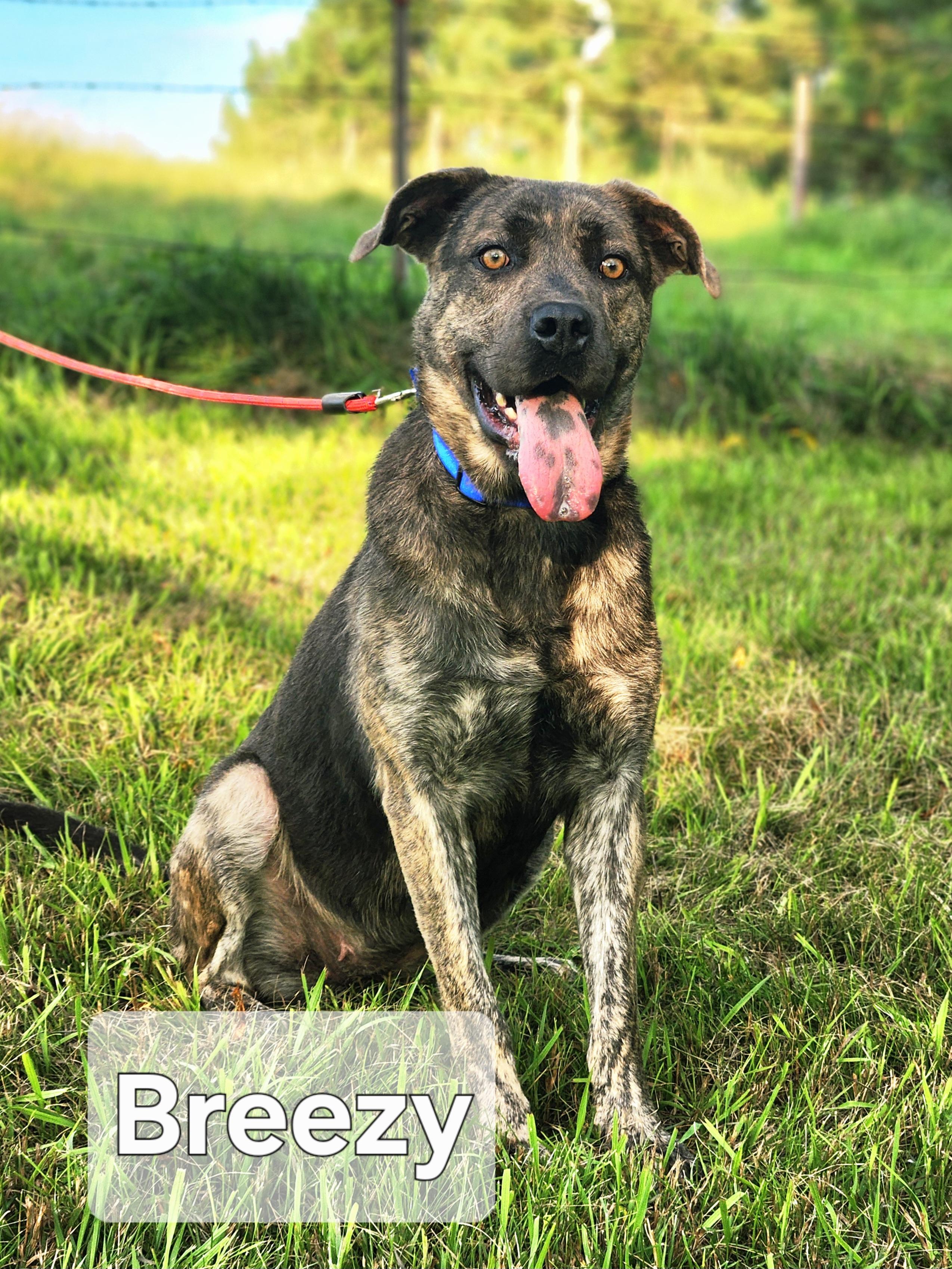 Enlarge Breezy, a Adoptable mixed breed in Walthill, NE image 1/1