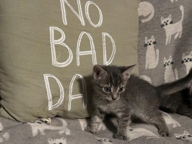 *Pita, Adopted, Kitten Male Domestic Short Hair & Tabby.