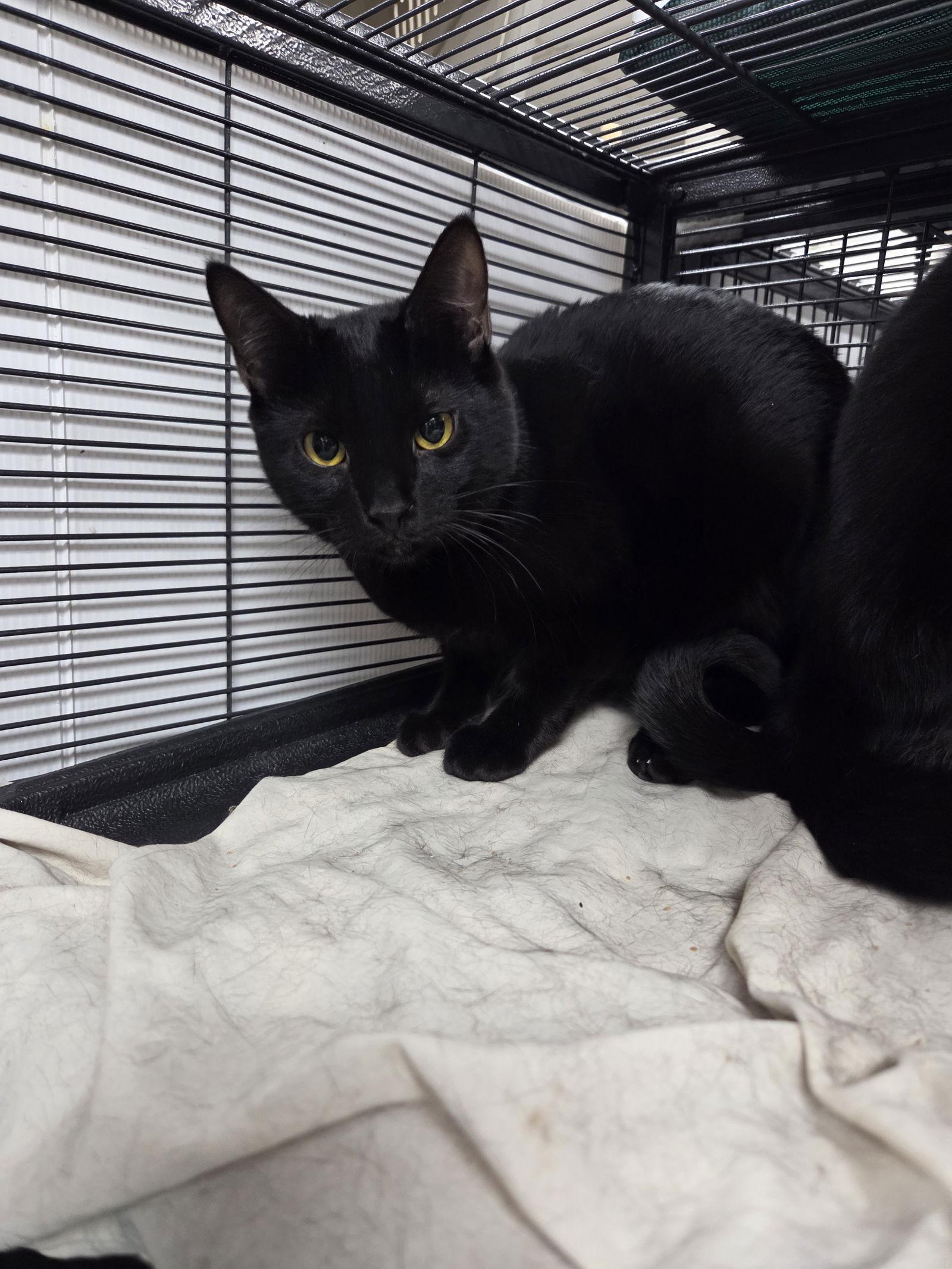 Dottie, Adoptable, Young Female Domestic Short Hair.