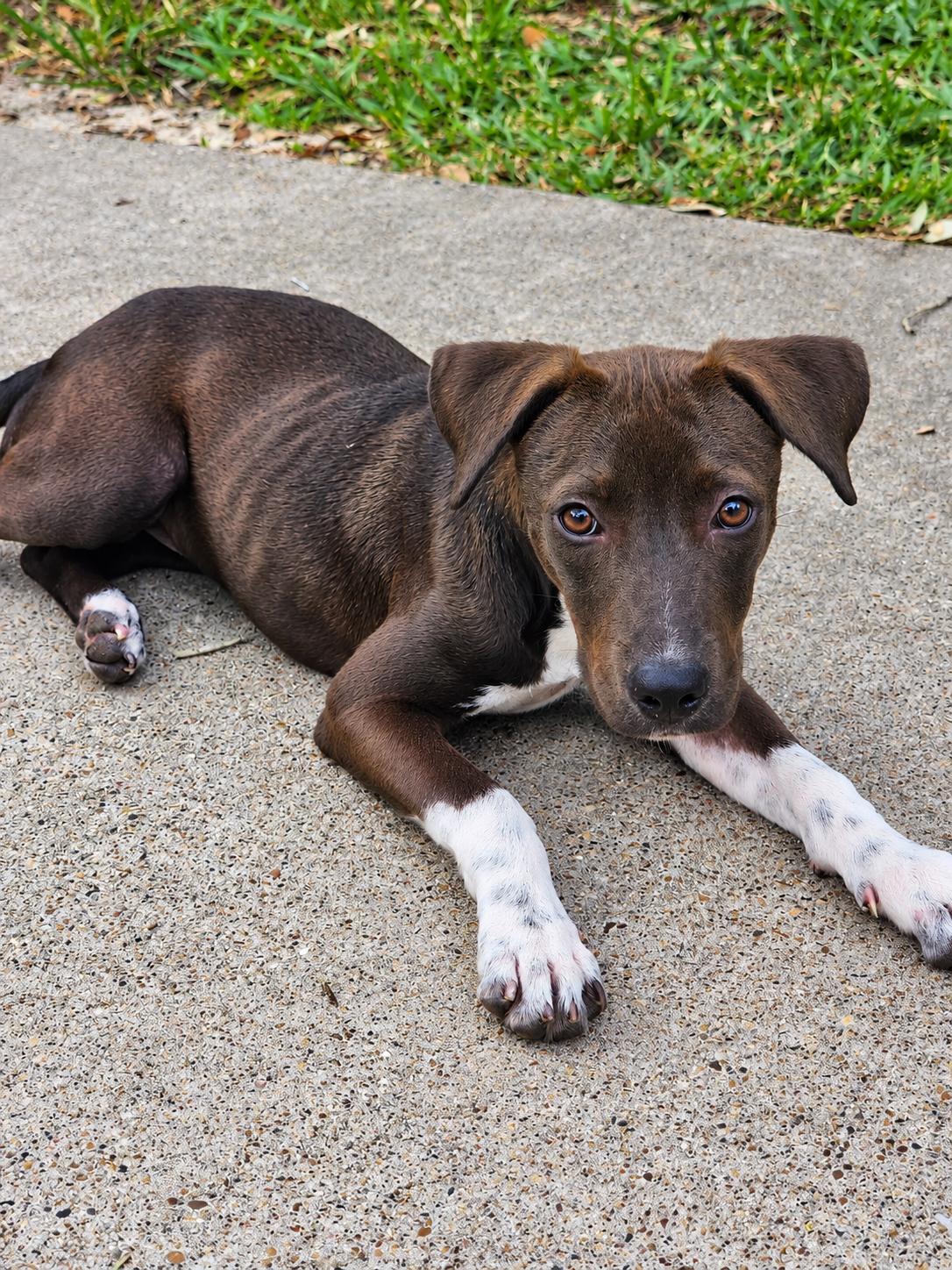 Enlarge JULIET, a Adoptable Mixed Breed in Thornhill, ON image 1/2