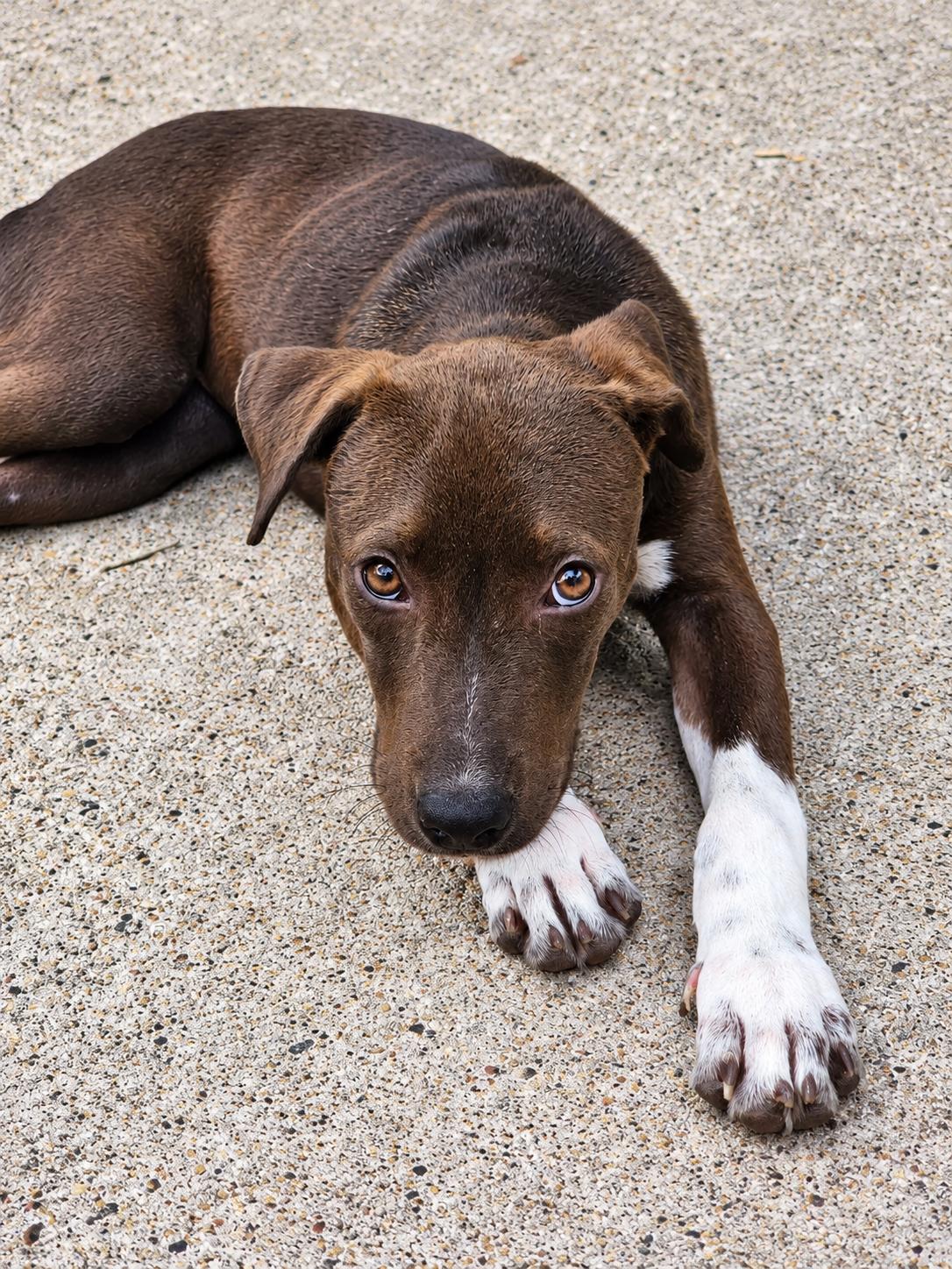 Enlarge JULIET, a Adoptable Mixed Breed in Thornhill, ON image 2/2