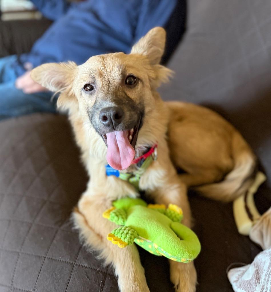 Dawn, Adoptable, Young Female Mixed Breed.