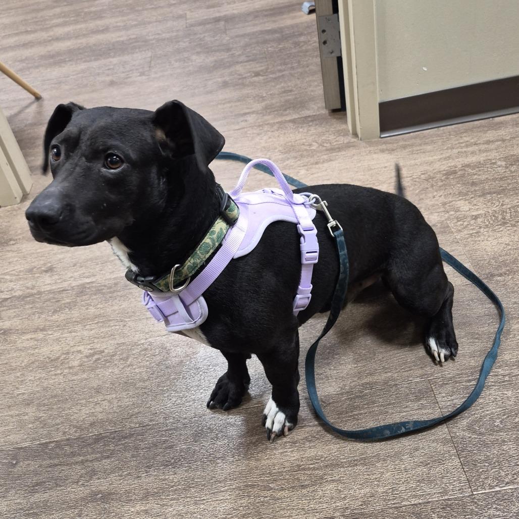 Tanner, Adoptable, Adult Male Labrador Retriever & Basset Hound.