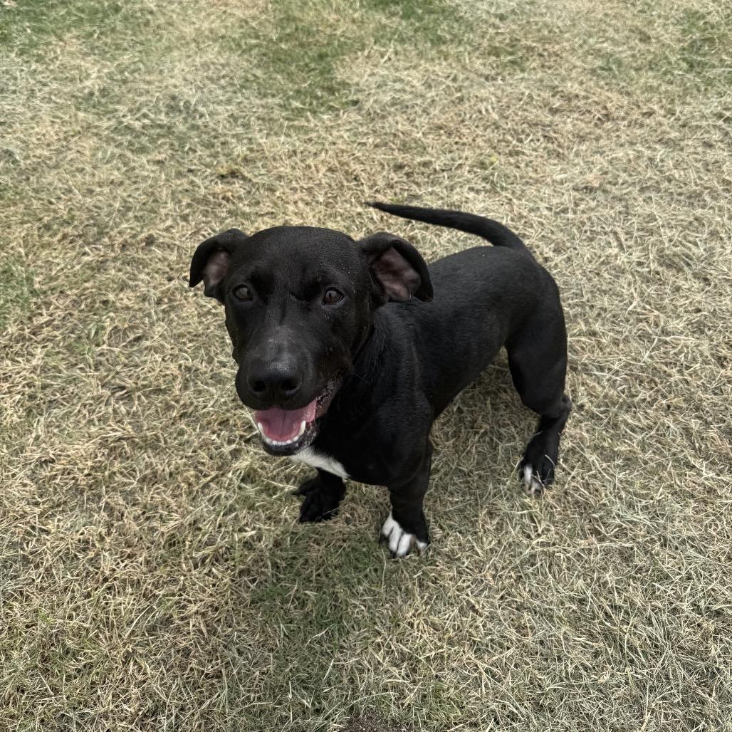 Enlarge Tanner, a Adoptable mixed breed in Portland, TX image 2/6