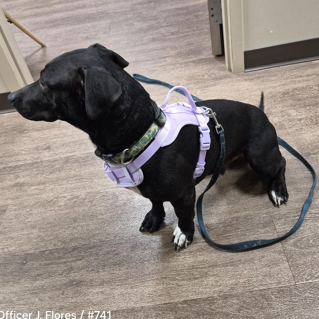 Enlarge Tanner, a Adoptable mixed breed in Portland, TX image 2/2