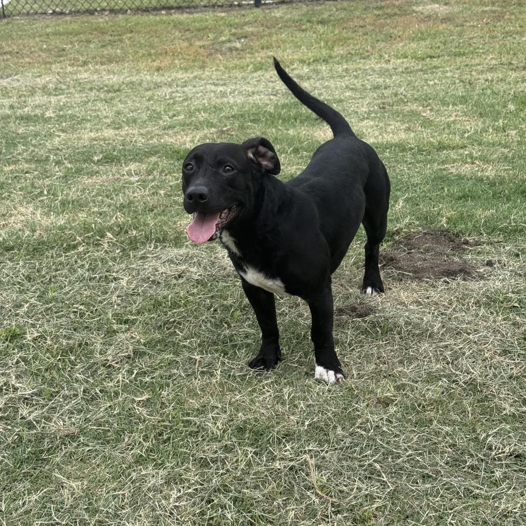 Enlarge Tanner, a Adoptable mixed breed in Portland, TX image 4/6