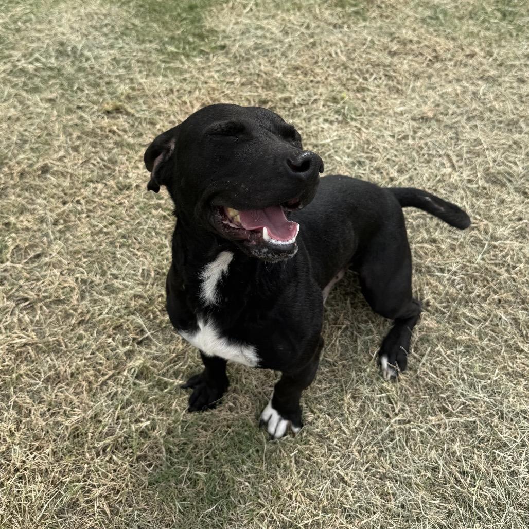 Enlarge Tanner, a Adoptable mixed breed in Portland, TX image 5/6