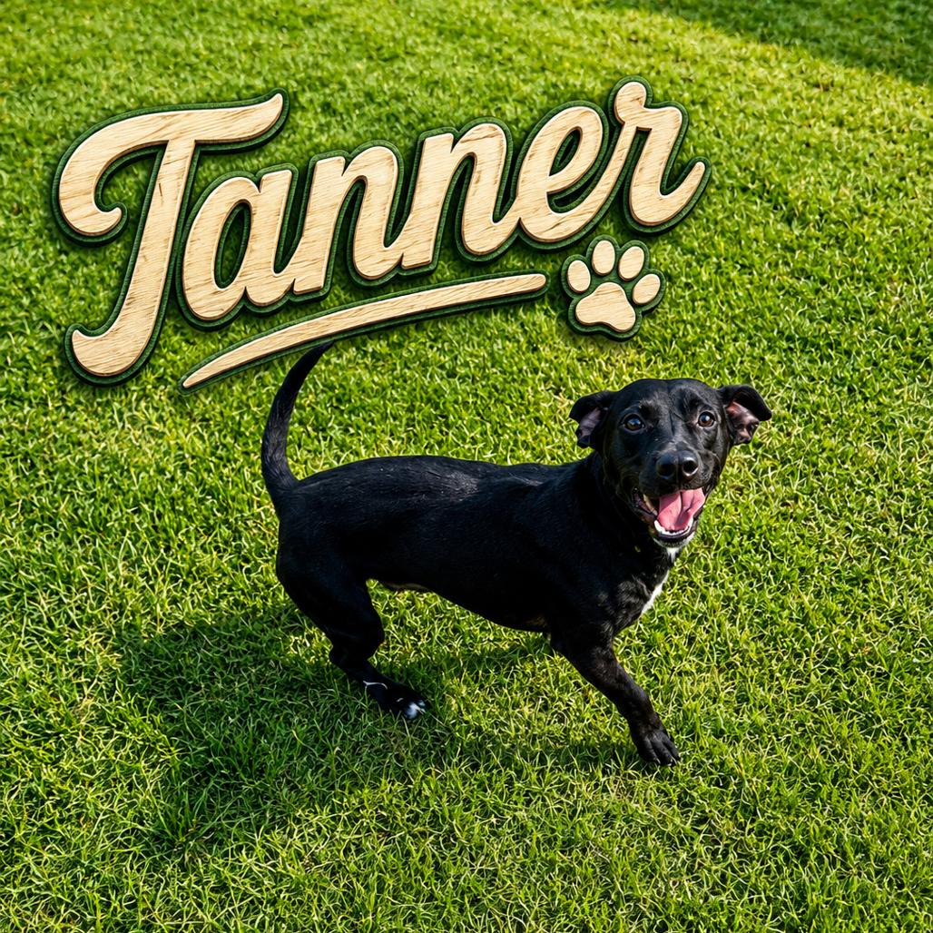 Enlarge Tanner, a Adoptable mixed breed in Portland, TX image 6/6