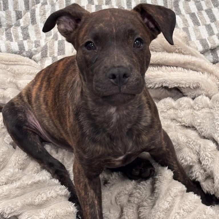 Ricky, Adoptable, Puppy Male Plott Hound & Mixed Breed.