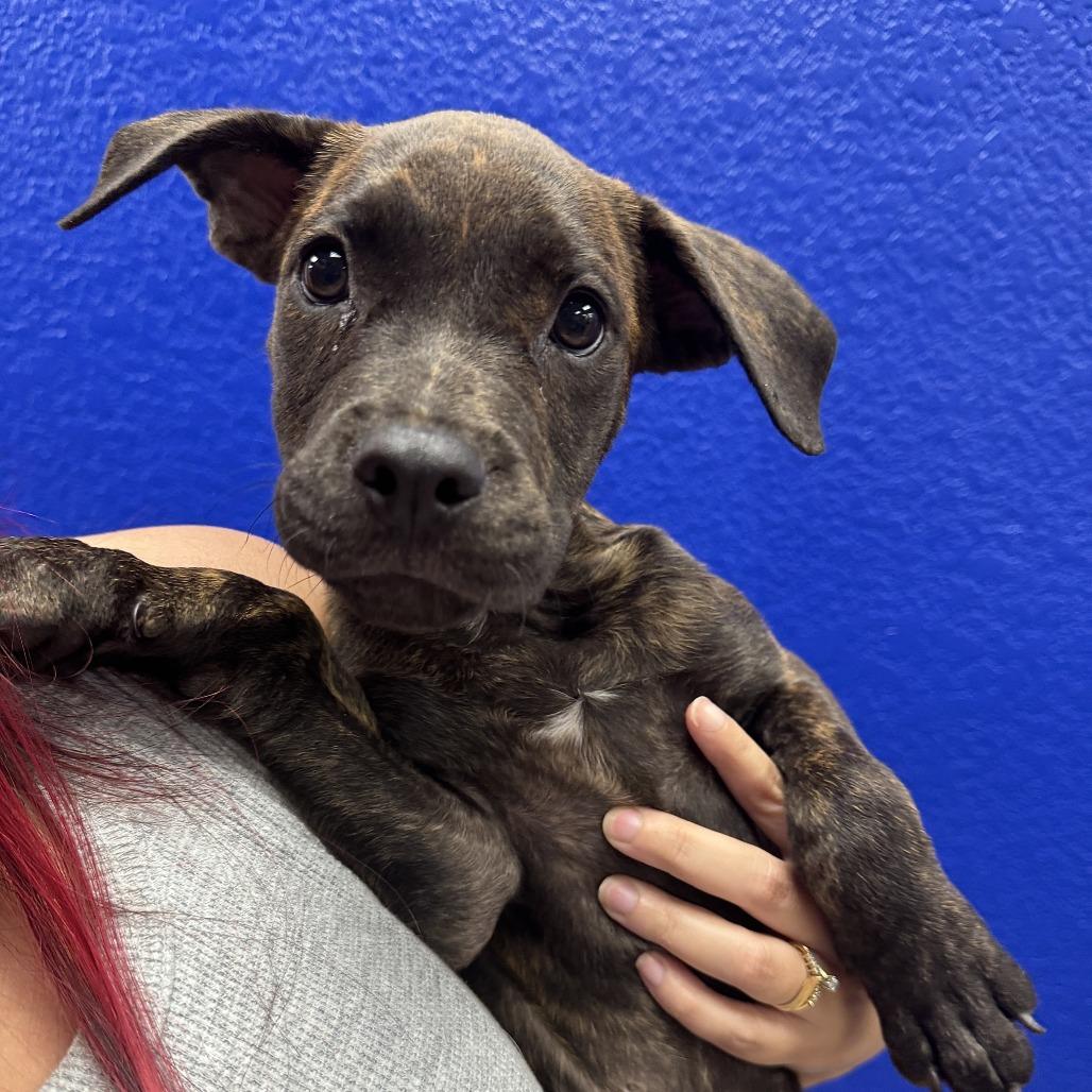 Enlarge Ricky, a Adoptable mixed breed in Waco, TX image 2/3