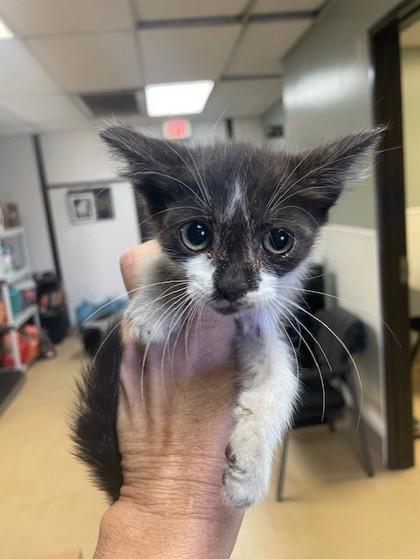 PeeWee, Adoptable, Young Male Domestic Short Hair & Domestic Short Hair.