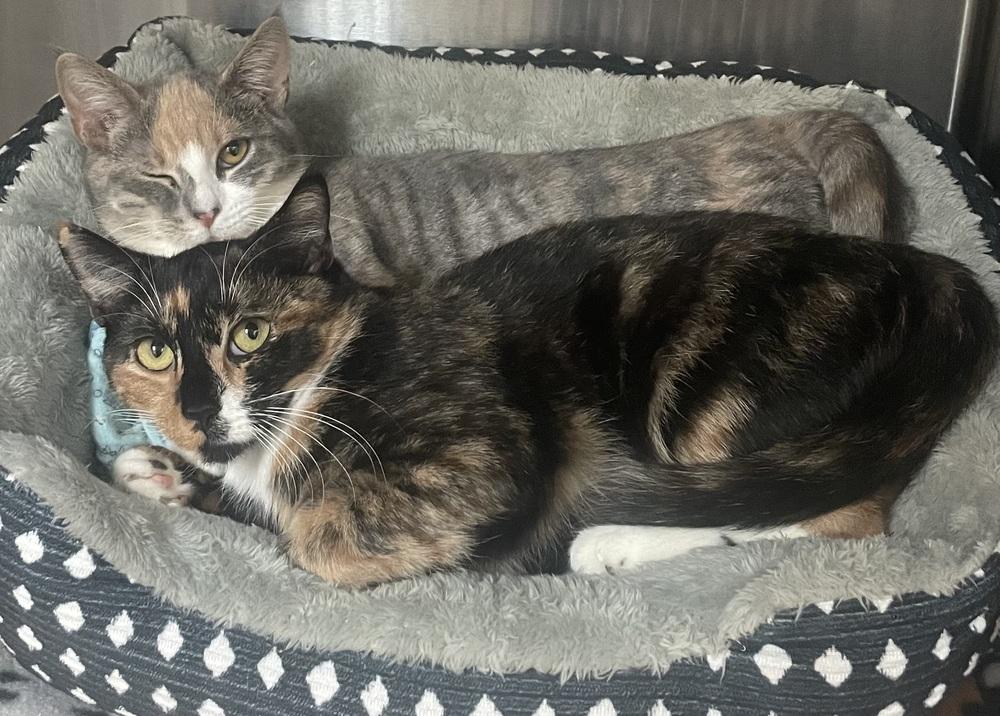 Enlarge W2 ELOISE, a Adoptable Domestic Short Hair in Southbury, CT image 1/2