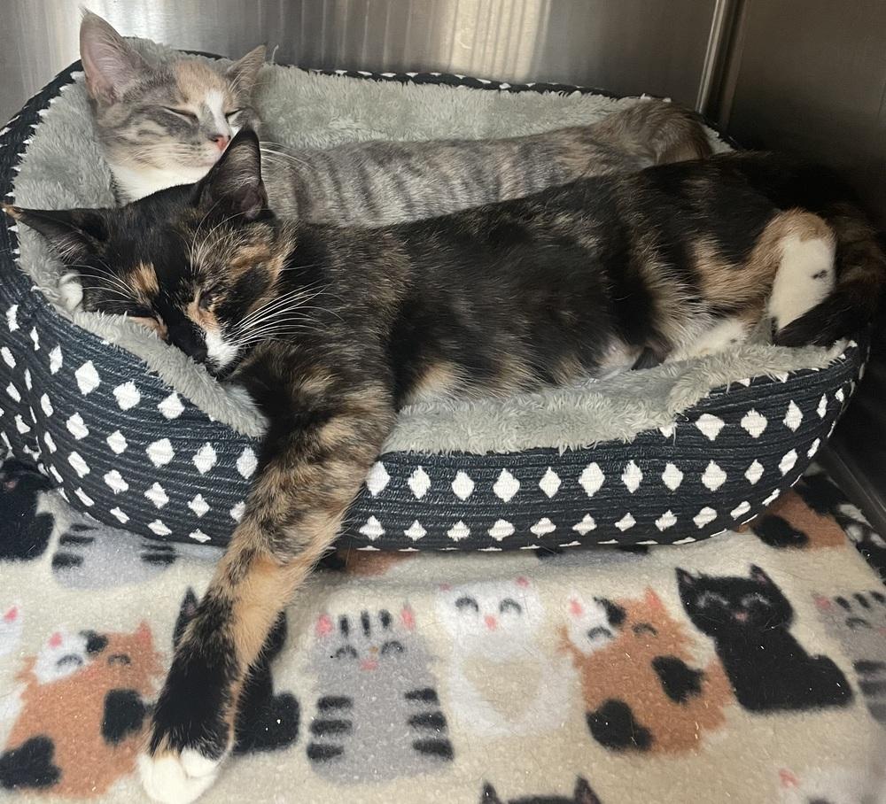 Enlarge W2 ELOISE, a Adoptable Domestic Short Hair in Southbury, CT image 2/2