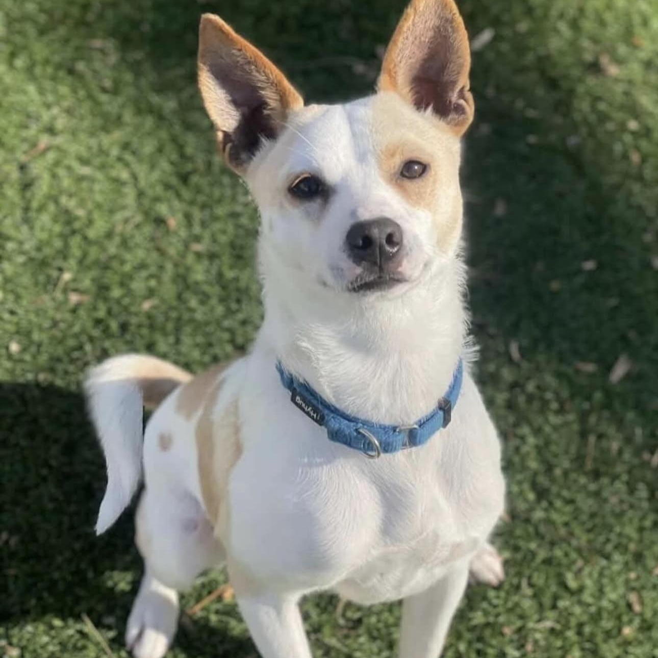 BESOS, Adoptable, Adult Male Chihuahua.