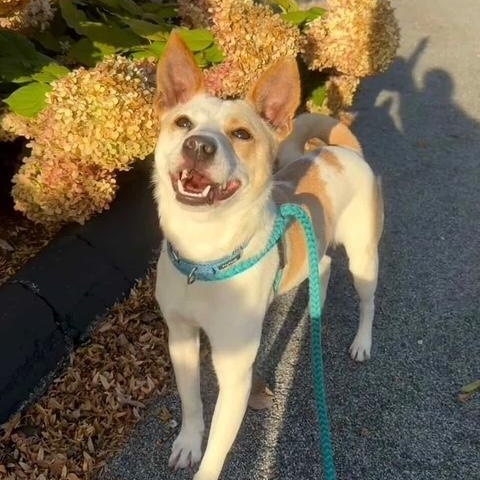 BESOS, Adoptable, Adult Male Chihuahua.