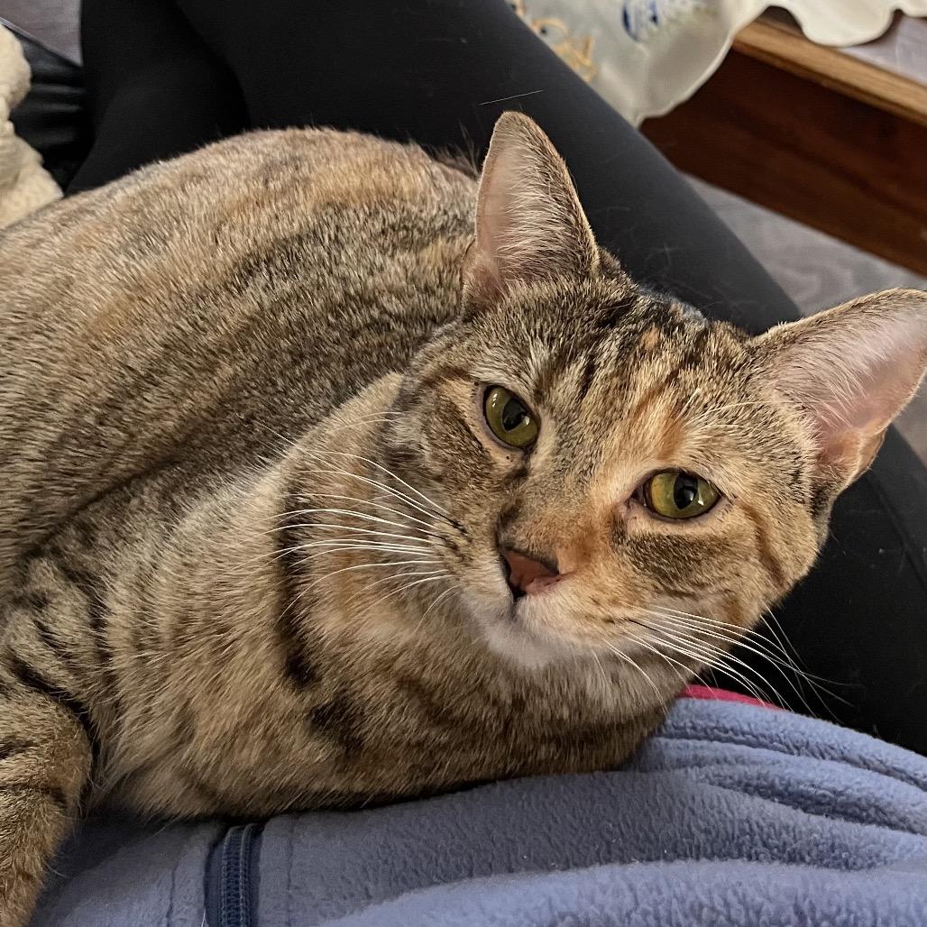 Enlarge MM Sasha, a Adoptable Domestic Short Hair in Potomac, MD image 2/4