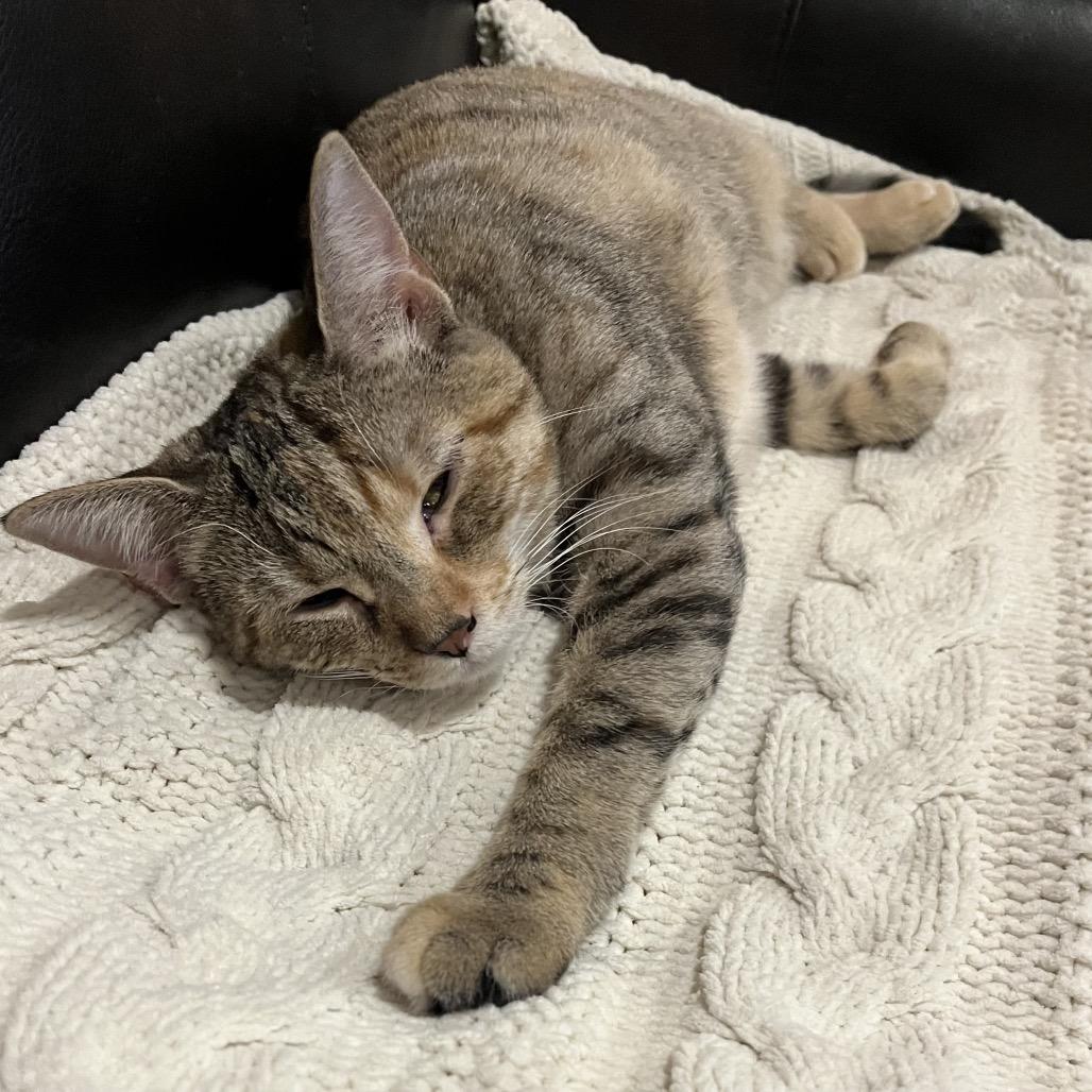 Enlarge MM Sasha, a Adoptable Domestic Short Hair in Potomac, MD image 3/4