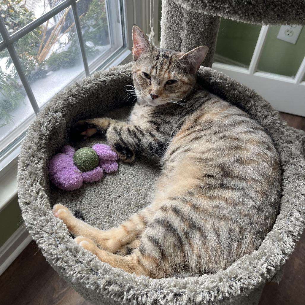 Enlarge MM Sasha, a Adoptable Domestic Short Hair in Potomac, MD image 4/4