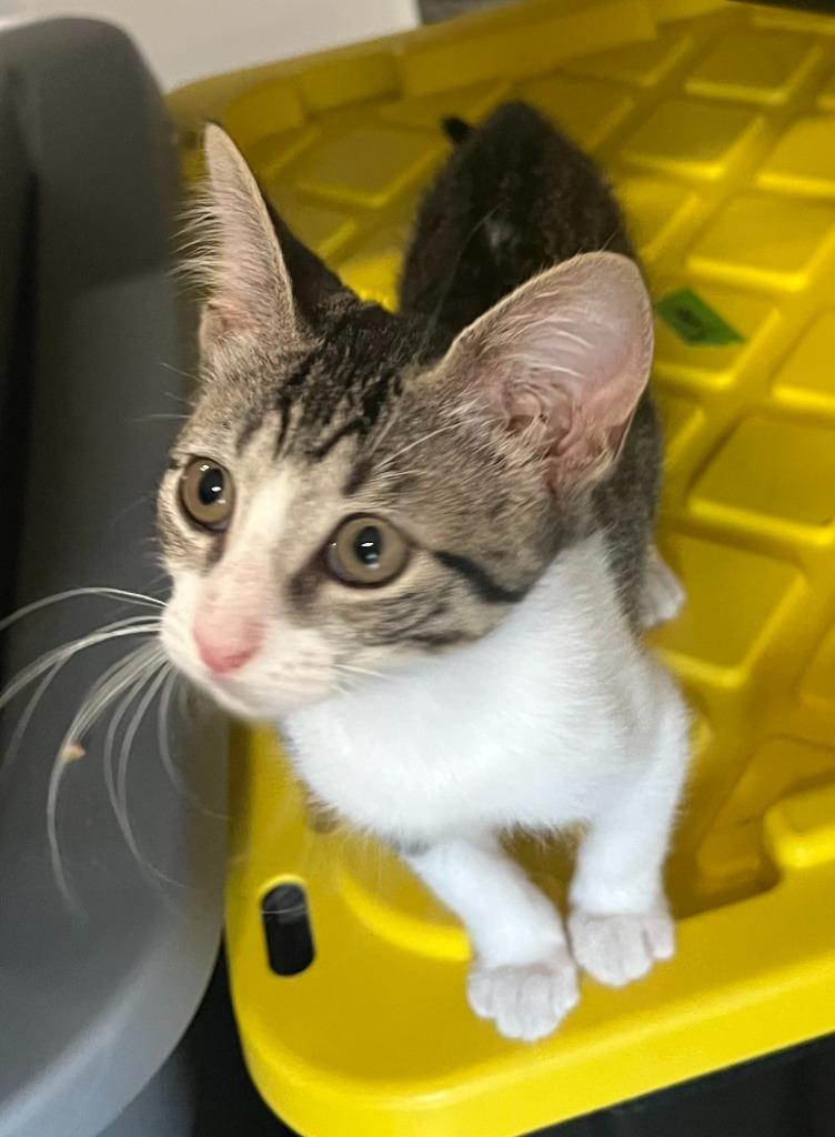 Gator, Adoptable, Kitten Female Tabby.