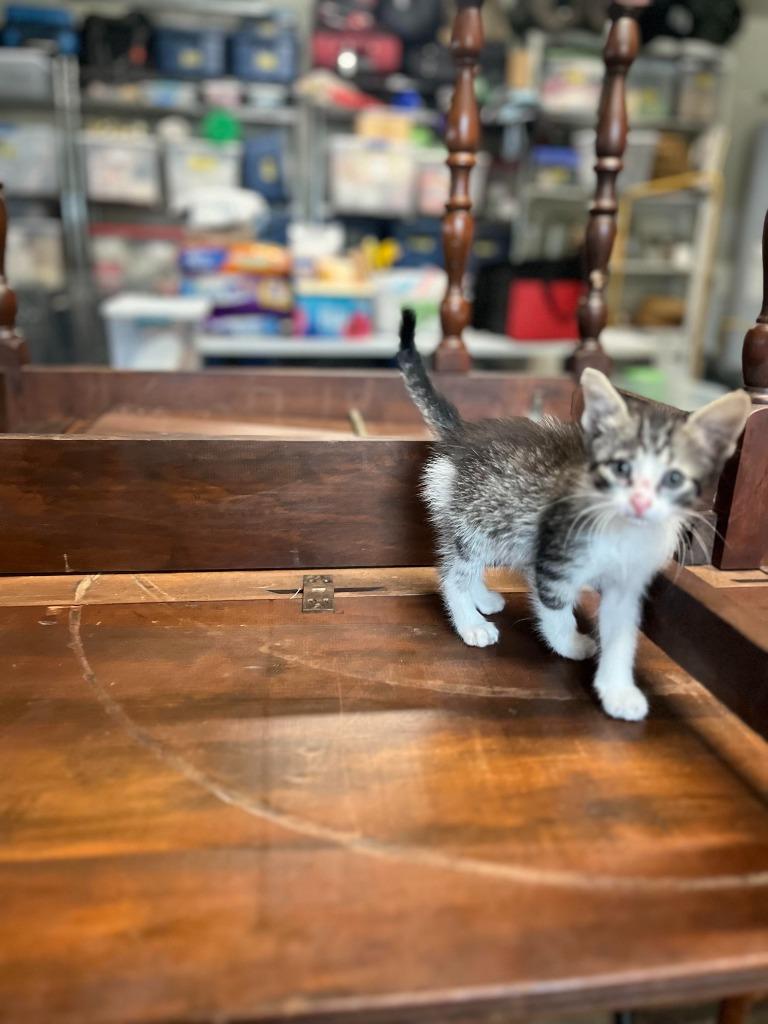 Gator, a Adoptable Tabby in Nacogdoches, TX image 2/2
