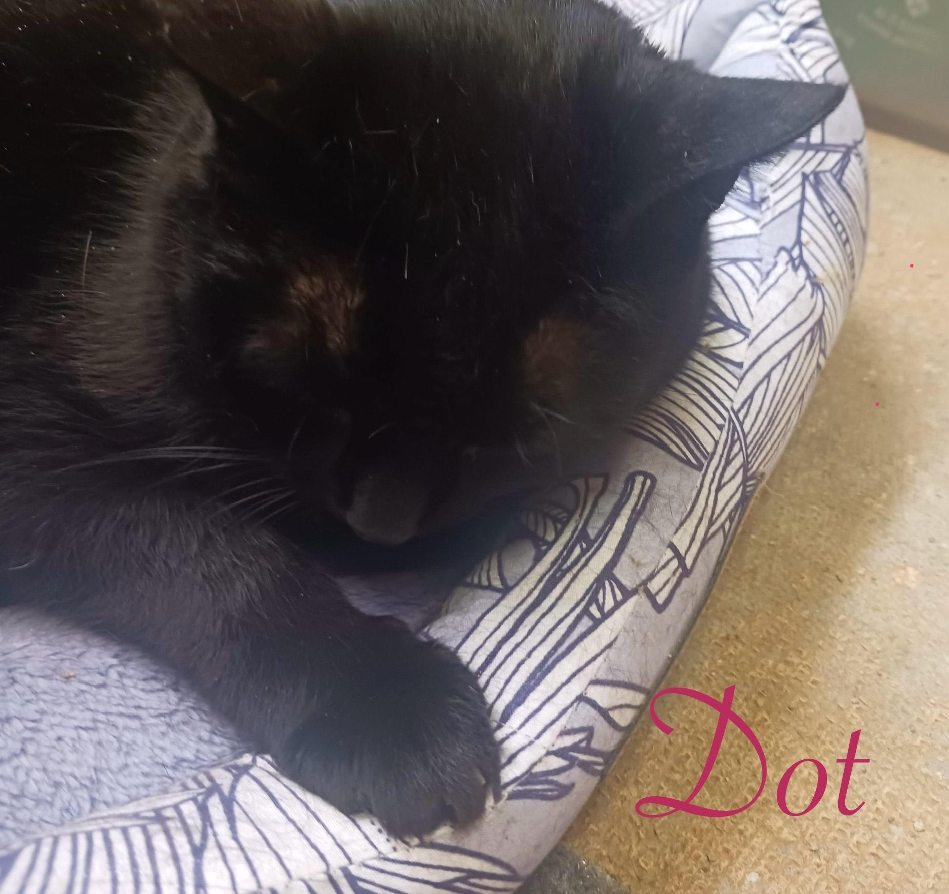 Dot, an adoptable Domestic Short Hair in Port Washington, WI, 53074 | Photo Image 1