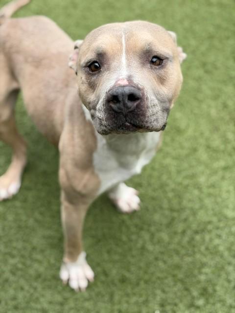 Waffles, a ADOPTABLE Pit Bull Terrier in Fayetteville, AR image 2/4