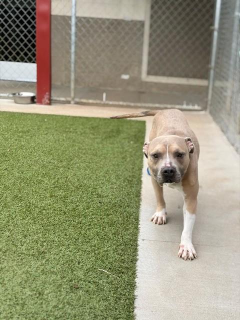 Waffles, a ADOPTABLE Pit Bull Terrier in Fayetteville, AR image 3/4