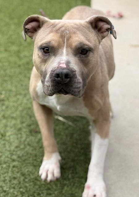 Waffles, ADOPTABLE, Adult Male Pit Bull Terrier.