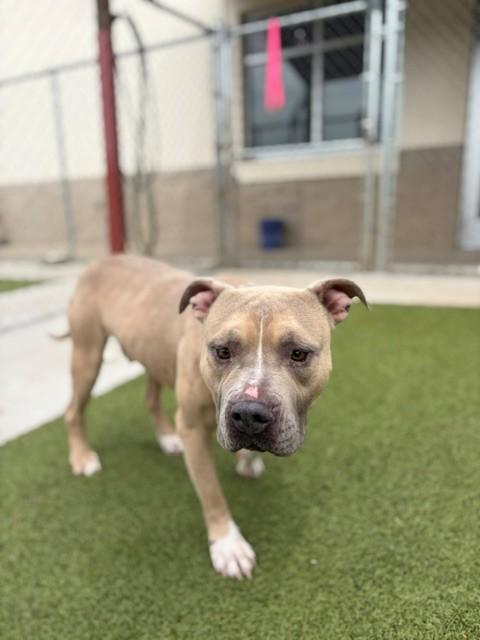 Waffles, a ADOPTABLE Pit Bull Terrier in Fayetteville, AR image 4/4