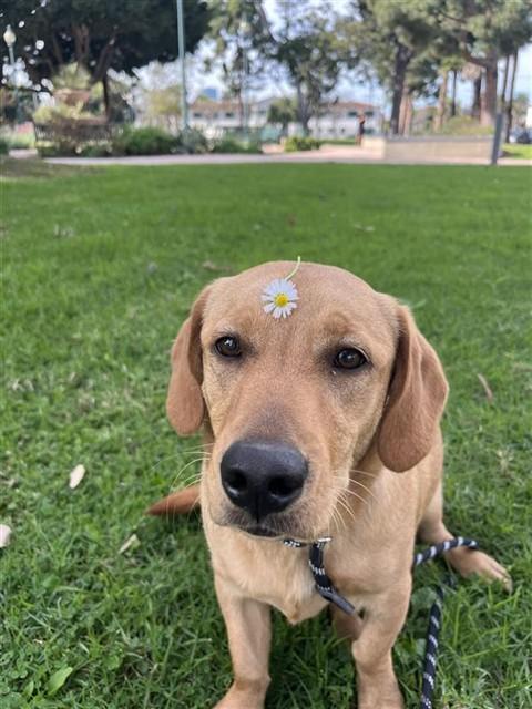 LENI, Adoptable, Young Female Basset Hound & Dachshund.