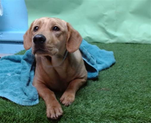 Enlarge A5739925, a Adoptable mixed breed in Gardena, CA image 1/1