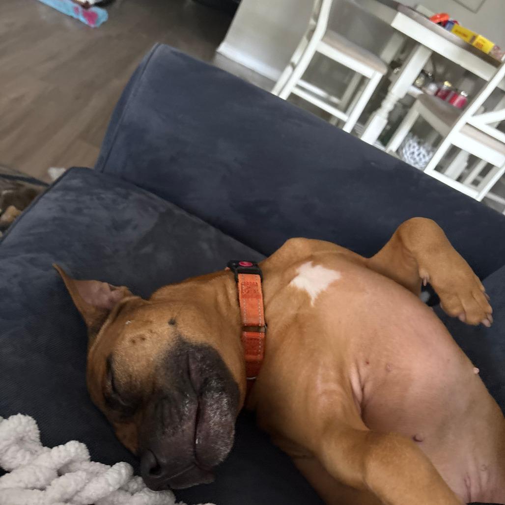 Sammy, Adoptable, Adult Male Mixed Breed.