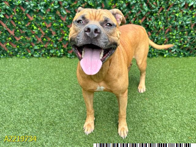 Enlarge SAMMY, a Adoptable Mixed Breed in West Palm Beach, FL image 1/1