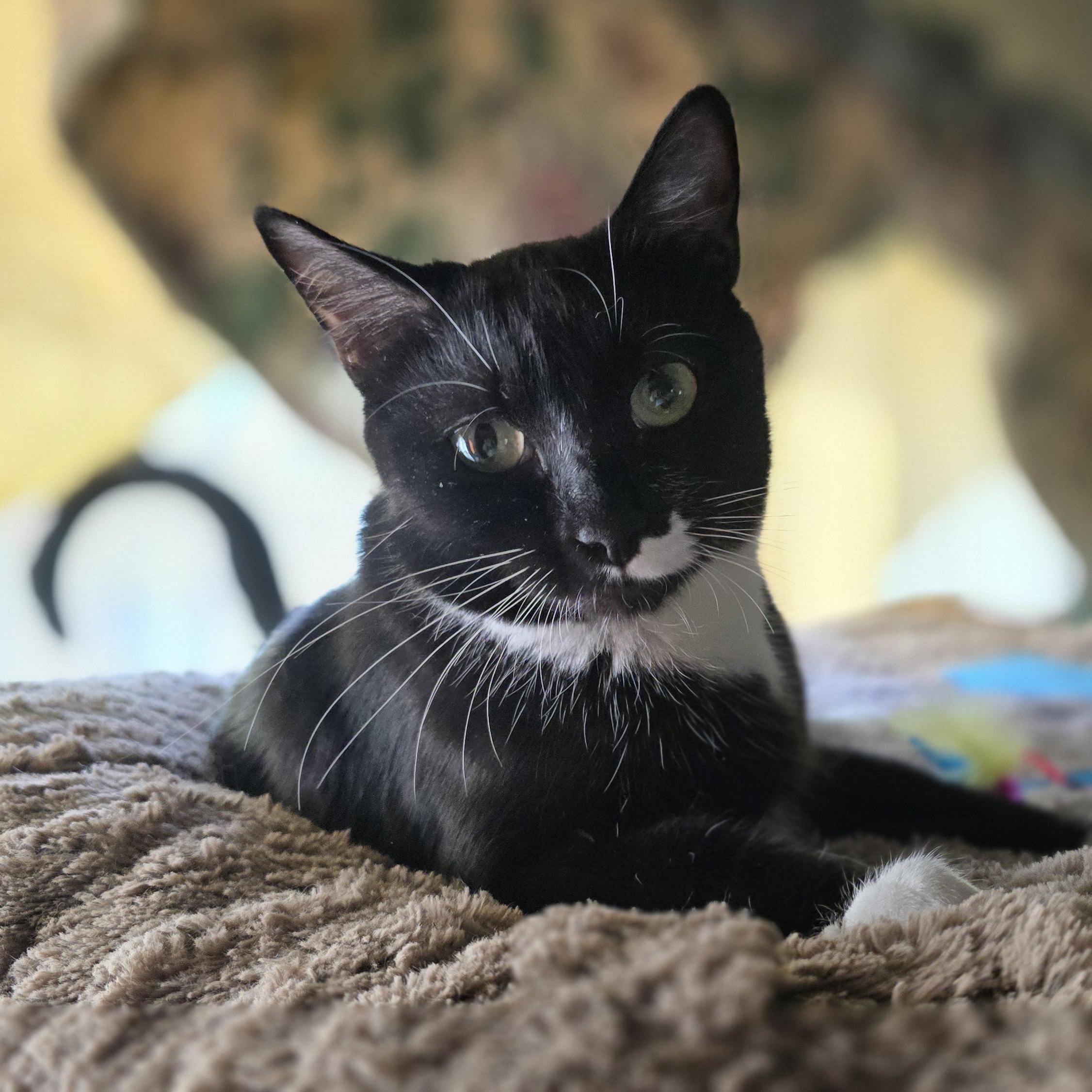 Whiskers, Young Female unknown