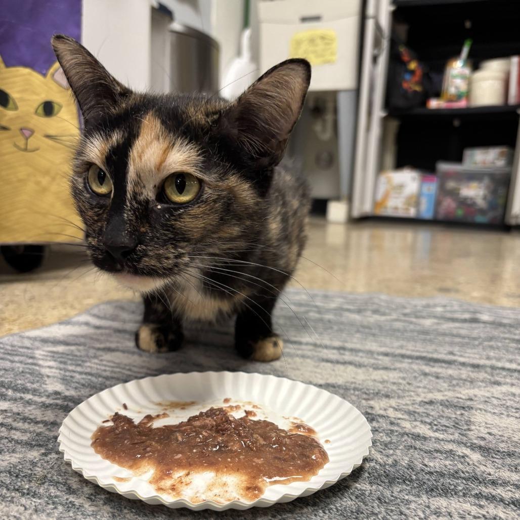 McMuffin, Adoptable, Adult Female Domestic Short Hair.