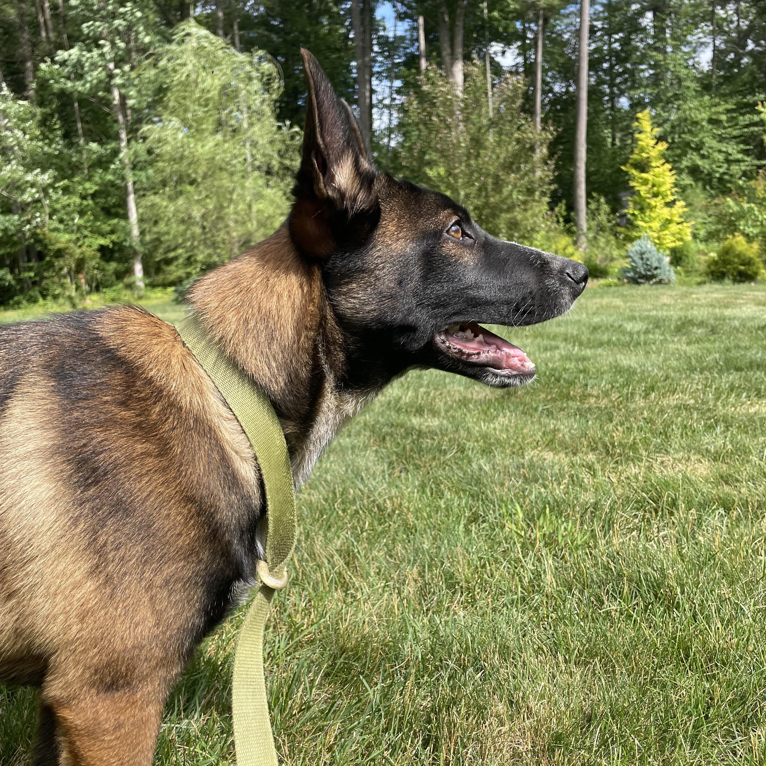 Arlo, a ADOPTABLE mixed breed in Duxbury, MA image 1/4