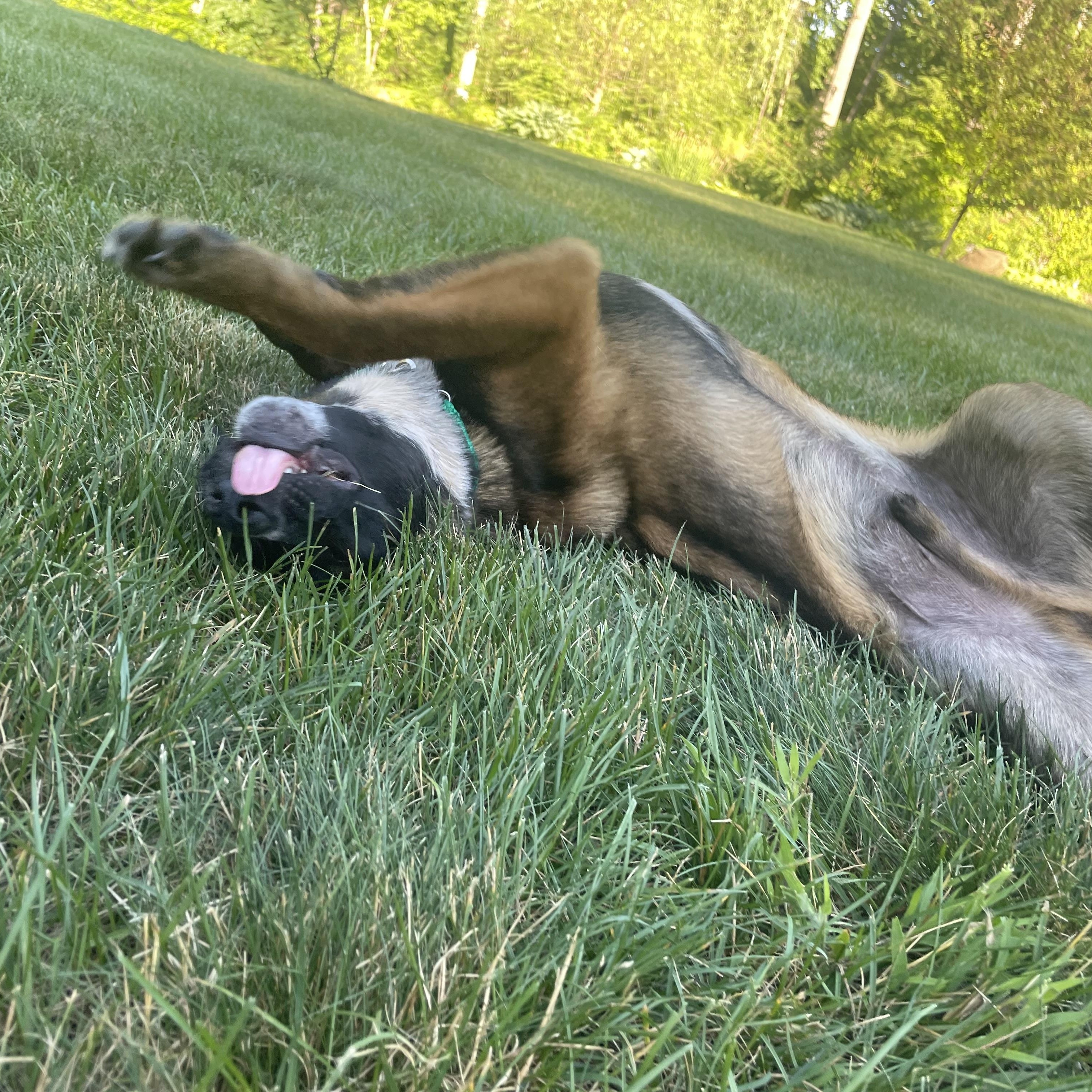 Arlo, a ADOPTABLE mixed breed in Duxbury, MA image 4/4