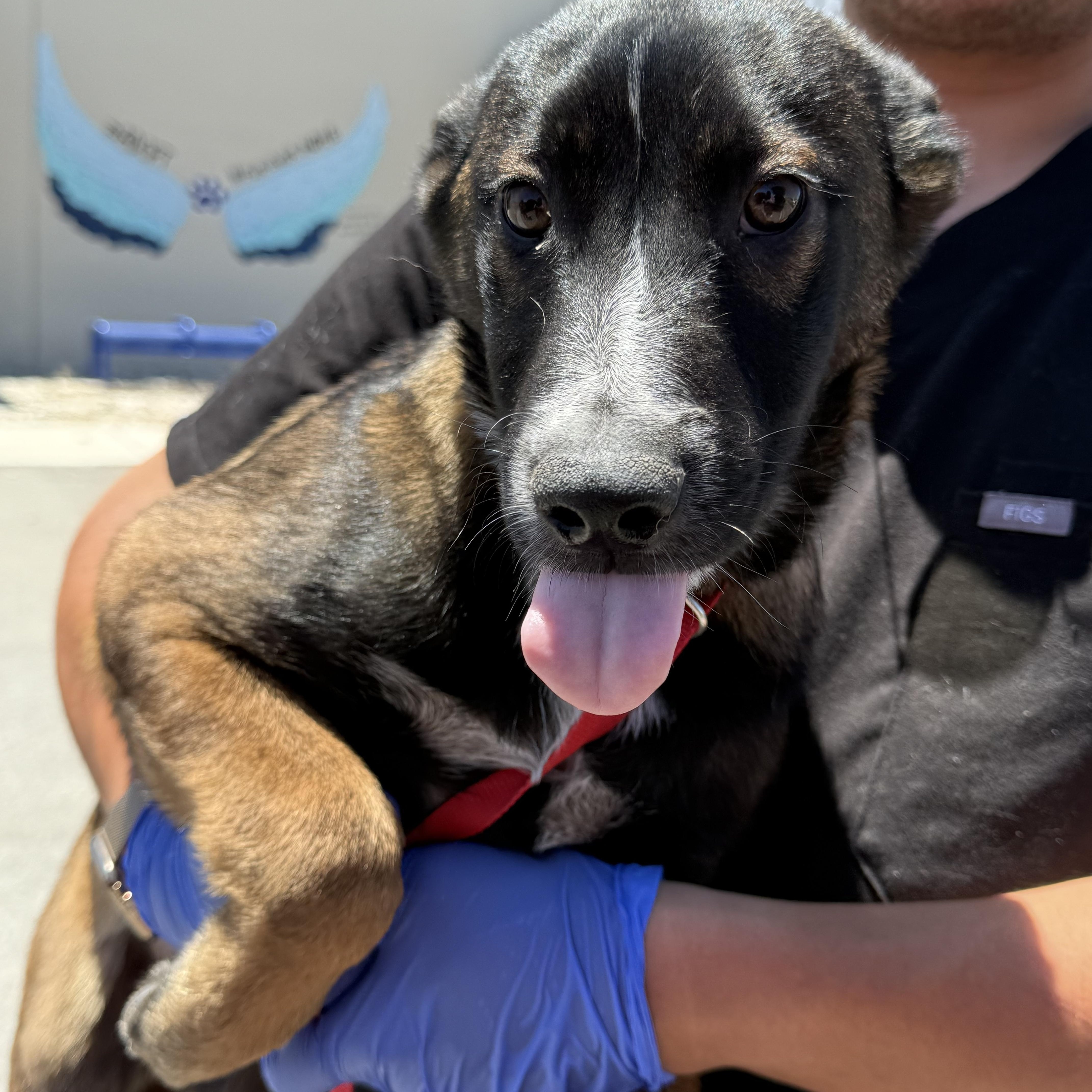 Arlo, a ADOPTABLE mixed breed in Duxbury, MA image 3/4