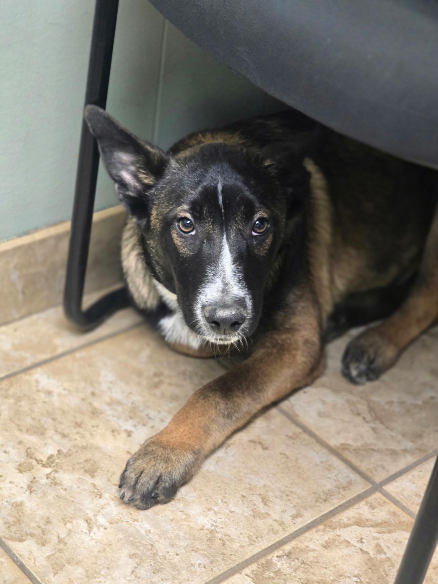 Arlo, a ADOPTABLE mixed breed in Duxbury, MA image 2/4