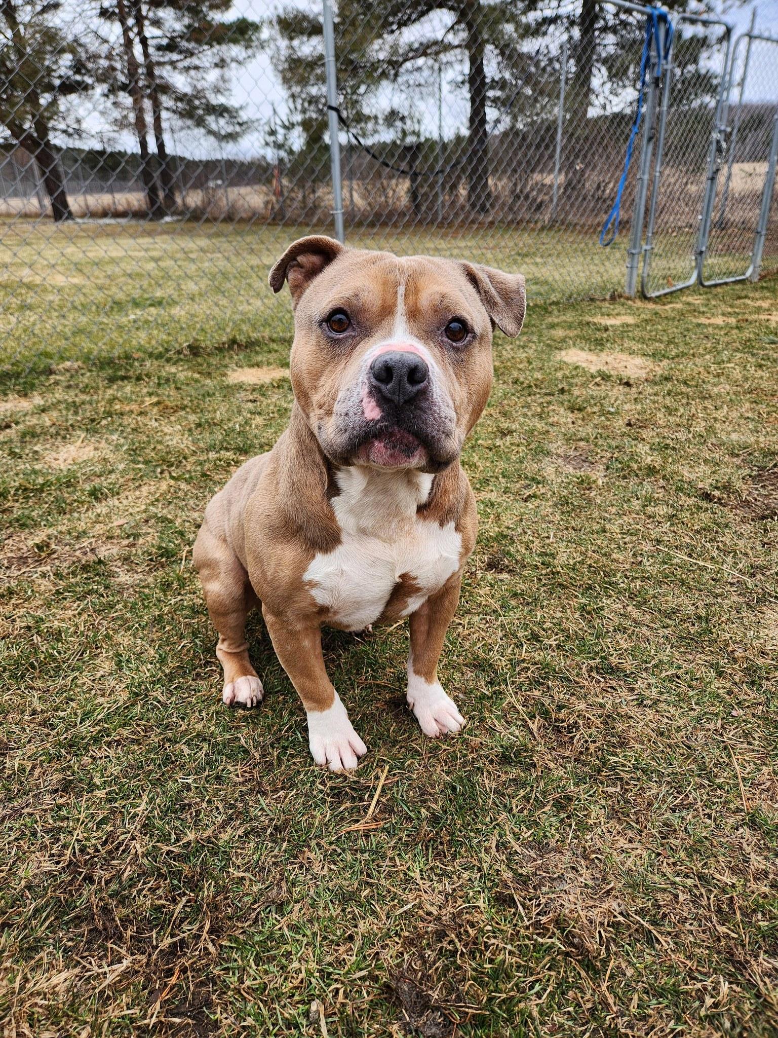 Enlarge Beefy, a Adoptable American Bully in Caro, MI image 1/2