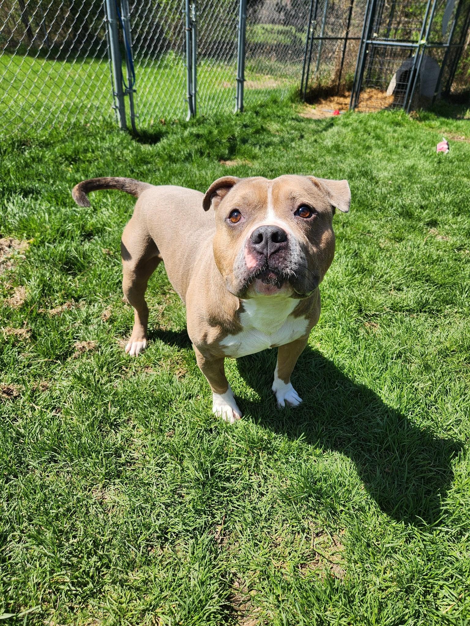 Enlarge Beefy, a Adoptable American Bully in Caro, MI image 2/2