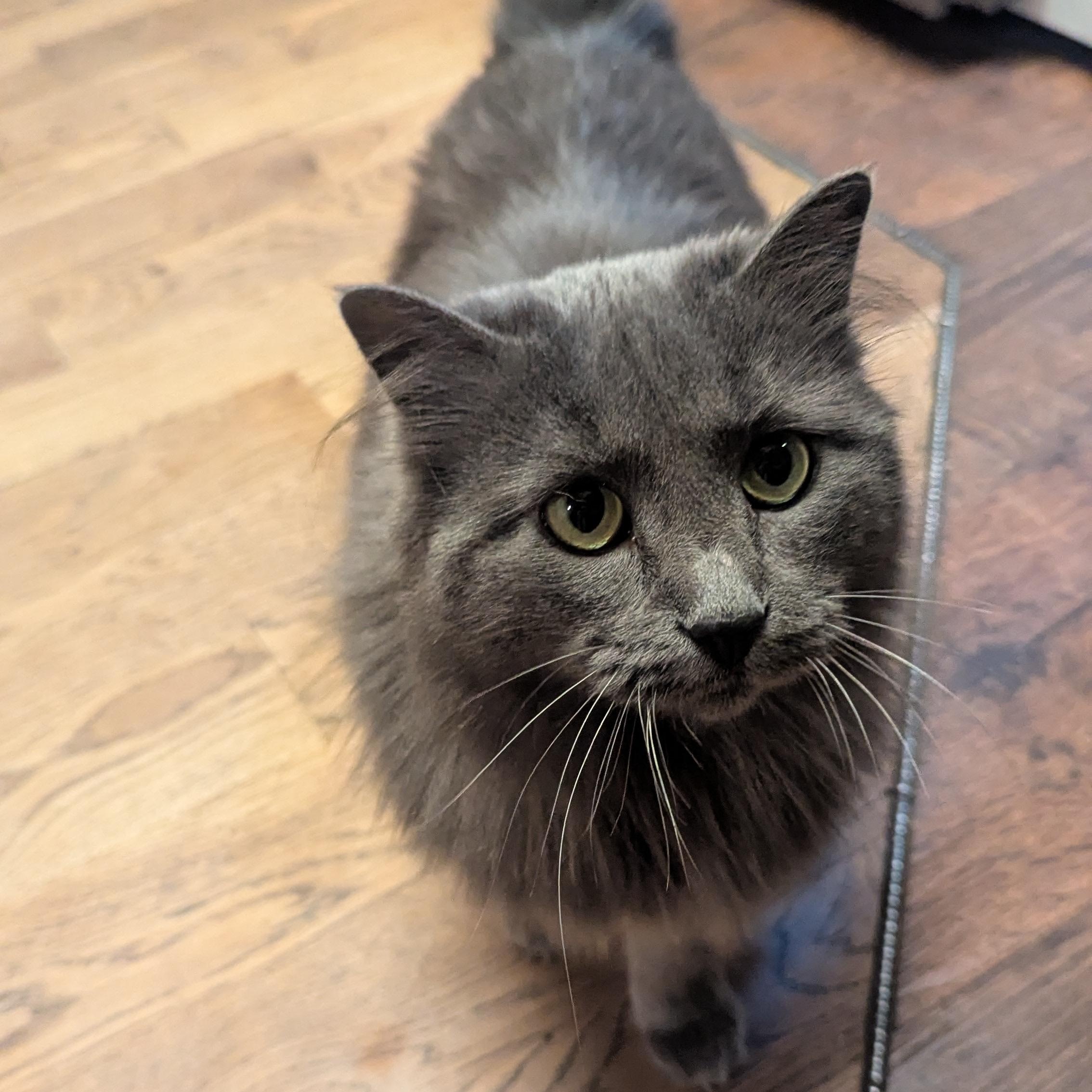 Enlarge Rose, a Adoptable mixed breed in Thayne, WY image 3/6